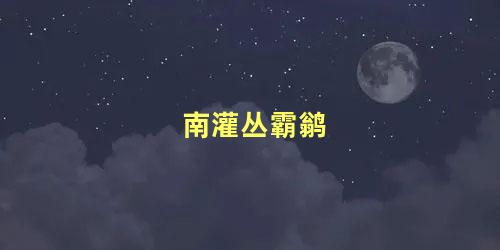 南灌丛霸鹟