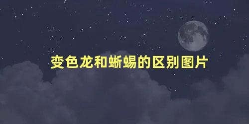 变色龙和蜥蜴的区别图片