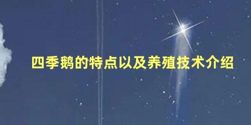 四季鹅的特点以及养殖技术介绍