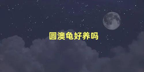 圆澳龟好养吗