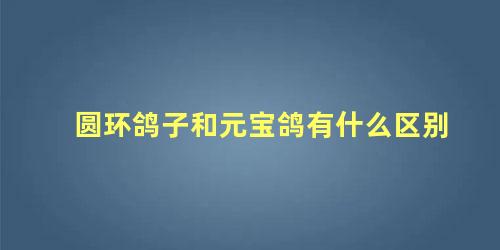 圆环鸽子和元宝鸽有什么区别