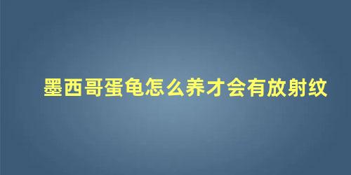 墨西哥蛋龟怎么养才会有放射纹