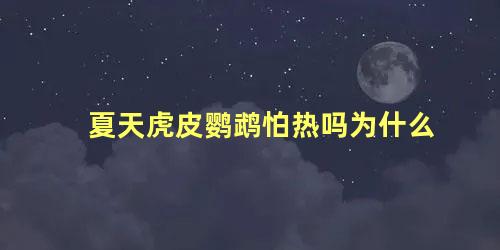 夏天虎皮鹦鹉怕热吗为什么