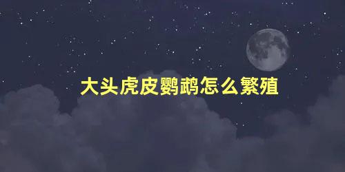 大头虎皮鹦鹉怎么繁殖