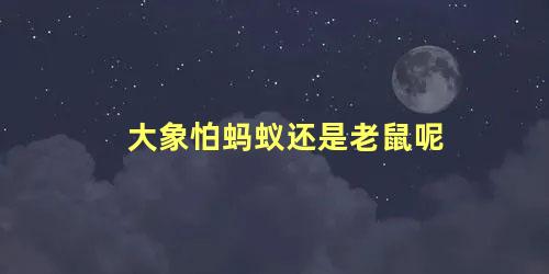 大象怕蚂蚁还是老鼠呢