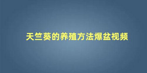 天竺葵的养殖方法爆盆视频