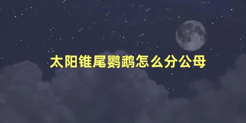 太阳锥尾鹦鹉怎么分公母