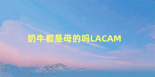 奶牛都是母的吗LACAM