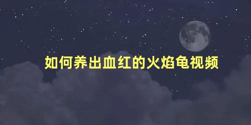 如何养出血红的火焰龟视频