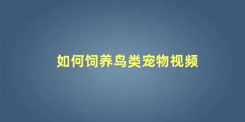 如何饲养鸟类宠物视频