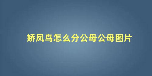 娇凤鸟怎么分公母公母图片