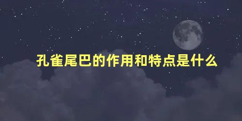 孔雀尾巴的作用和特点是什么