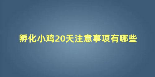 孵化小鸡20天注意事项有哪些