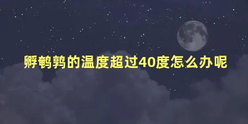 孵鹌鹑的温度超过40度怎么办呢