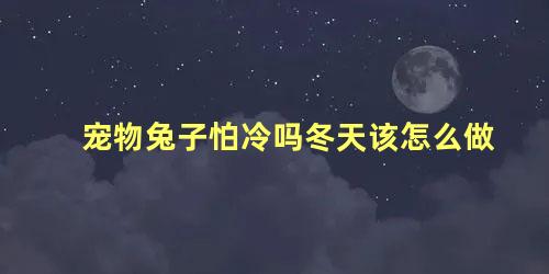 宠物兔子怕冷吗冬天该怎么做