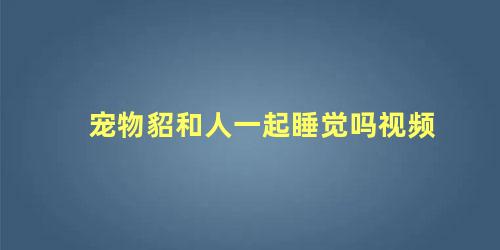 宠物貂和人一起睡觉吗视频