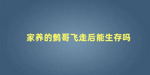 家养的鹩哥飞走后能生存吗