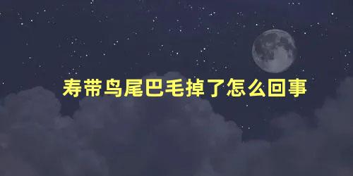 寿带鸟尾巴毛掉了怎么回事