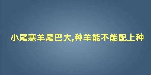 小尾寒羊尾巴大,种羊能不能配上种