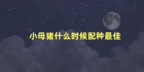 小母猪什么时候配种最佳