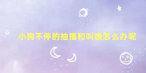 小狗不停的抽搐和叫唤怎么办呢