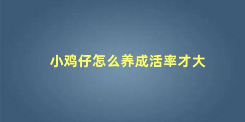 小鸡仔怎么养成活率才大