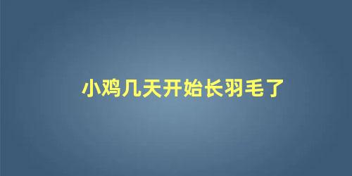 小鸡几天开始长羽毛了