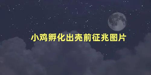 小鸡孵化出壳前征兆图片