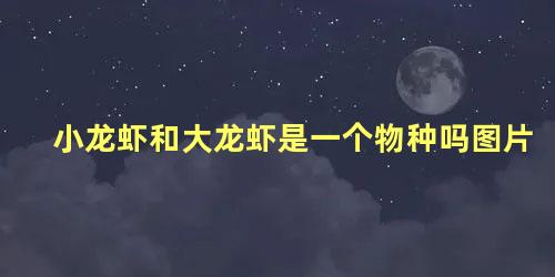 小龙虾和大龙虾是一个物种吗图片