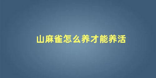 山麻雀怎么养才能养活