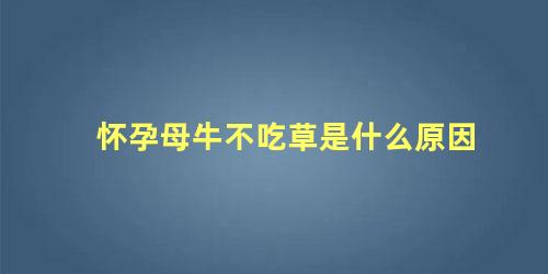 怀孕母牛不吃草是什么原因