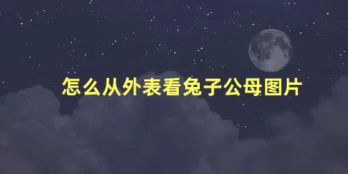 怎么从外表看兔子公母图片