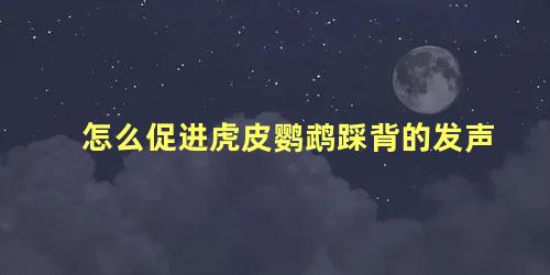 怎么促进虎皮鹦鹉踩背的发声