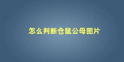 怎么判断仓鼠公母图片