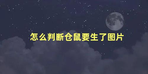 怎么判断仓鼠要生了图片