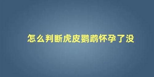 怎么判断虎皮鹦鹉怀孕了没