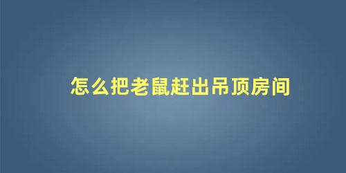 怎么把老鼠赶出吊顶房间