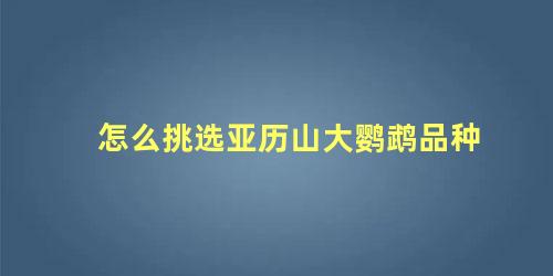 怎么挑选亚历山大鹦鹉品种