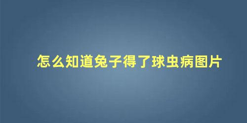 怎么知道兔子得了球虫病图片