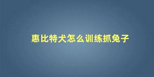 惠比特犬怎么训练抓兔子