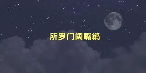 所罗门阔嘴鹟