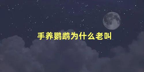 手养鹦鹉为什么老叫