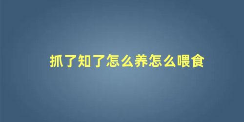 抓了知了怎么养怎么喂食