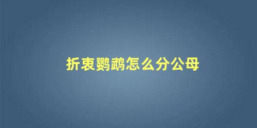 折衷鹦鹉怎么分公母