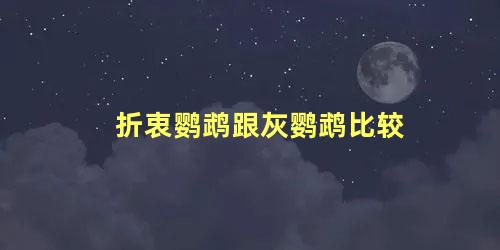 折衷鹦鹉跟灰鹦鹉比较