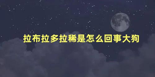 拉布拉多拉稀是怎么回事大狗