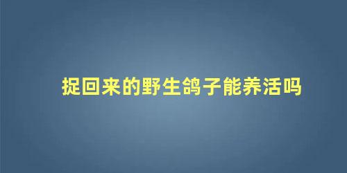 捉回来的野生鸽子能养活吗