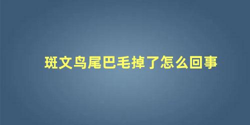 斑文鸟尾巴毛掉了怎么回事