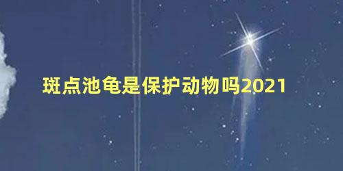 斑点池龟是保护动物吗2021