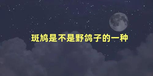 斑鸠是不是野鸽子的一种